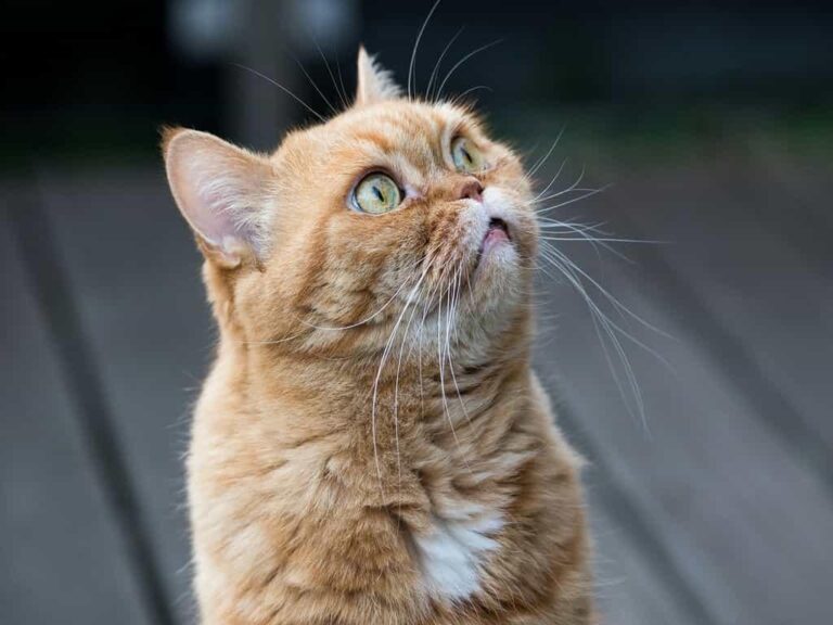 A British shorthair cat looking above and starring