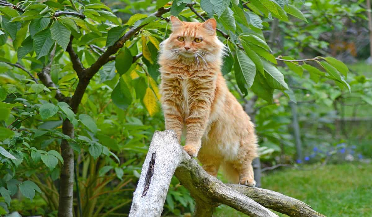 Maincoon standing in trees