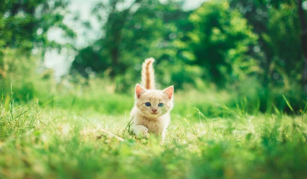 Munchkin kitten walking in the Garden