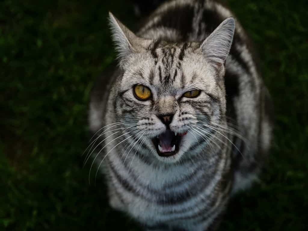 British short hair cat blinking