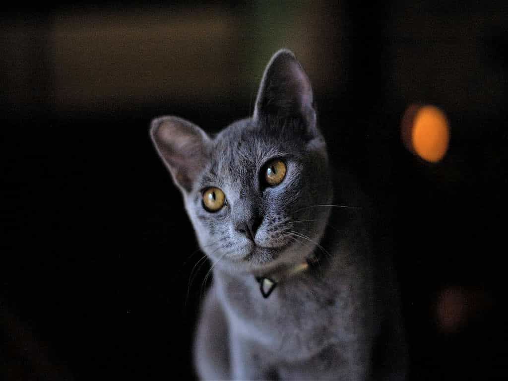 Russian blue cat starring from a dark background