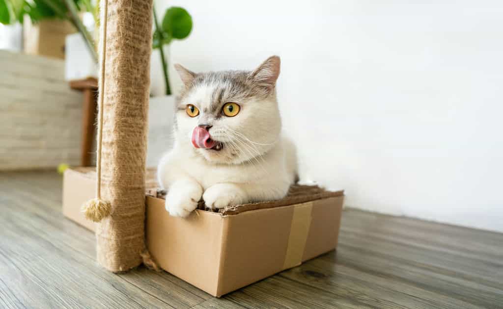 Origin of Munchkin Cat breed: A Munchkin Cat sitting in a cardbox