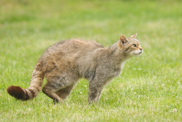 Wild Cat at the British Wildlife Centre, Newchapel, Surrey