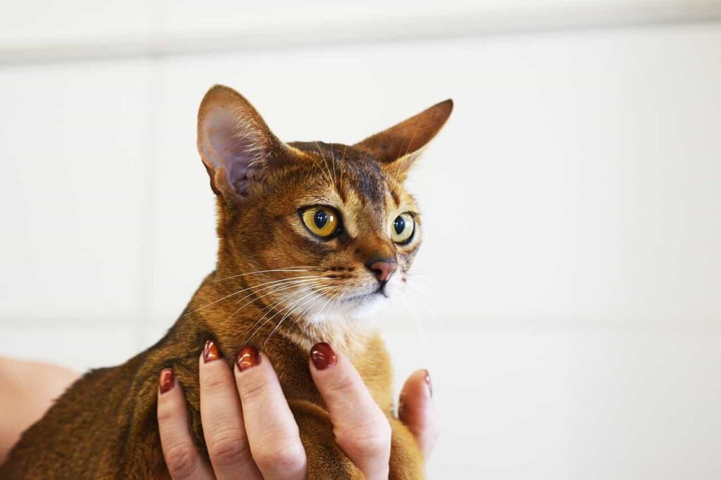 Appearance Abyssinian Cat :Catplanning.com