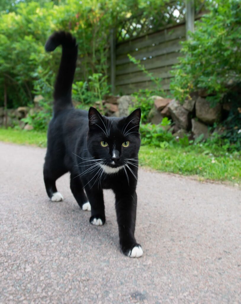 Appearance of Tuxedo cat, catplanning.com