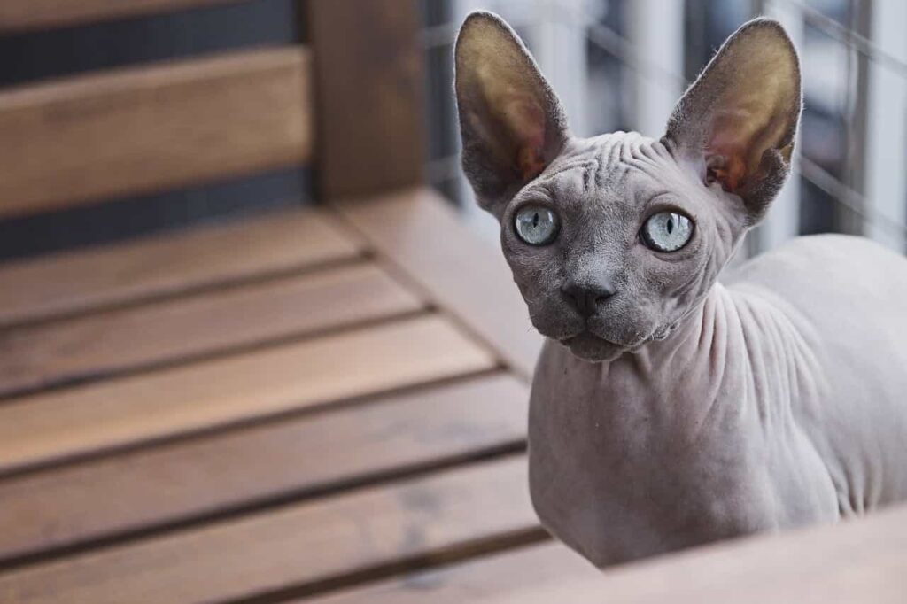 Fun facts about sphynx cat