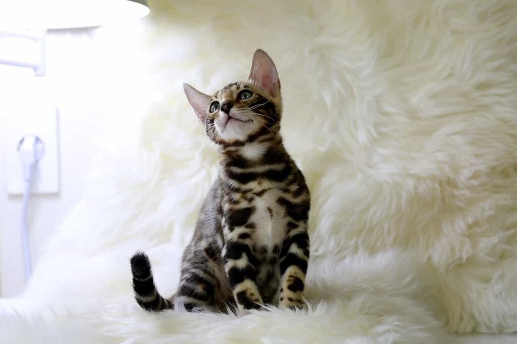 Food and Nutritional Tips for Bengal Cat, catplanning.com