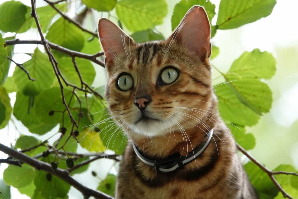 Temperament of Bengal cat, Catplanning.com