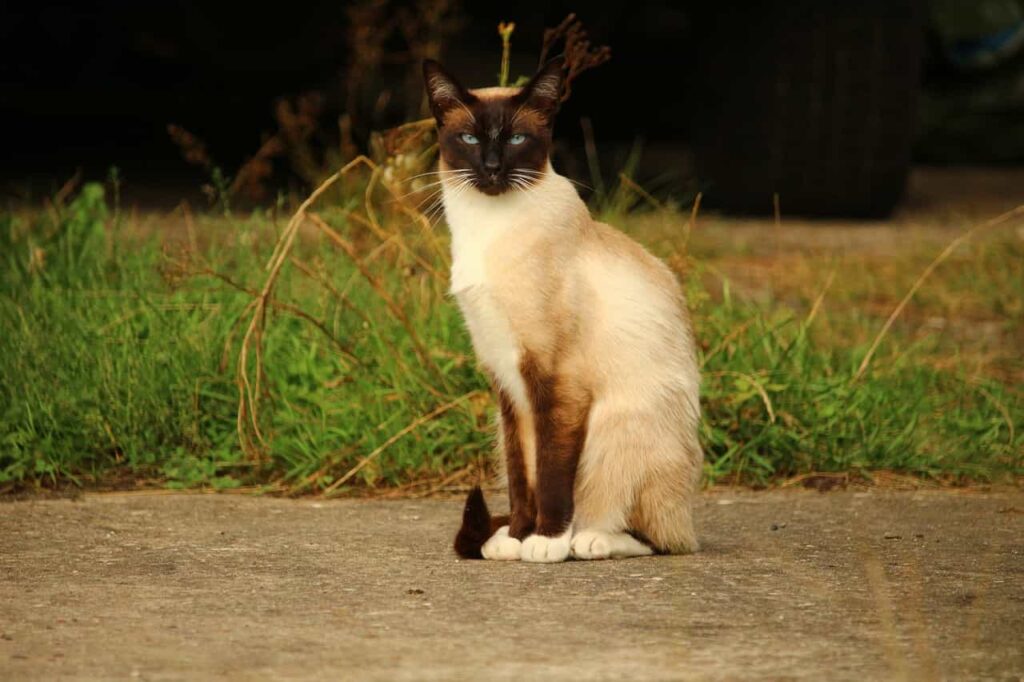 Breed specialties Of Siamese cat Breed, Catplanning.com