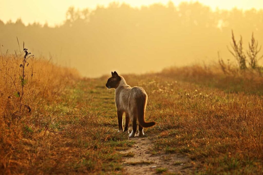  How to find a Siamese cat: Catplanning.com