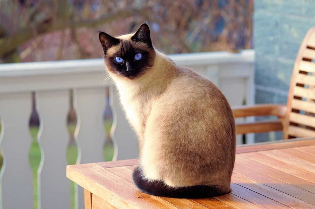 siamese cat:Catplanning.com