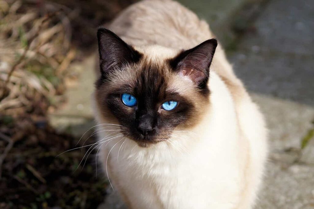 Food and nutrition Tips for Siamese cat breed: Catplanning.com