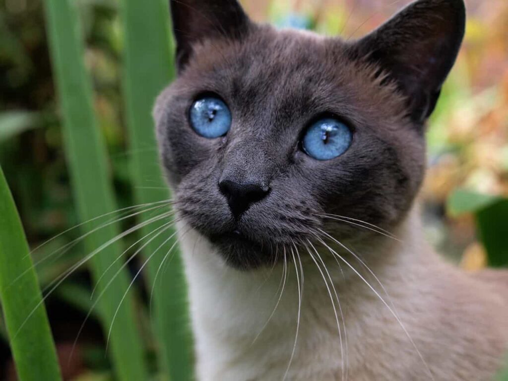 The appearance of Siamese cat breed, catplanning.com