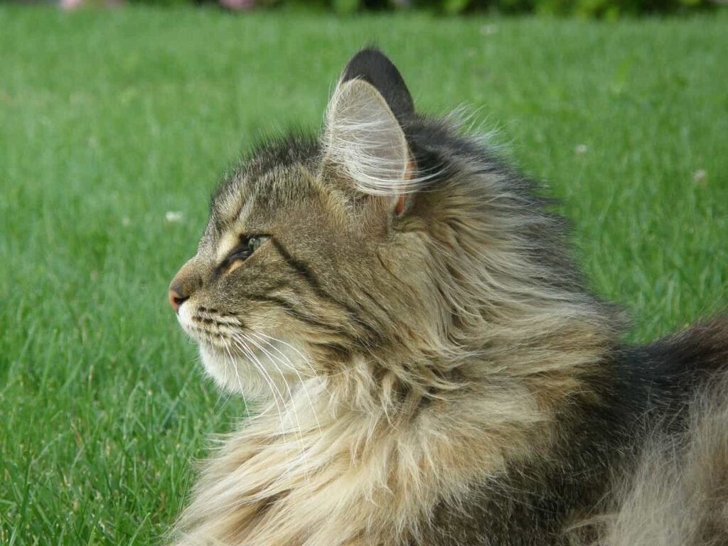 Norwegian Forest cat Overview: Catplanning.com