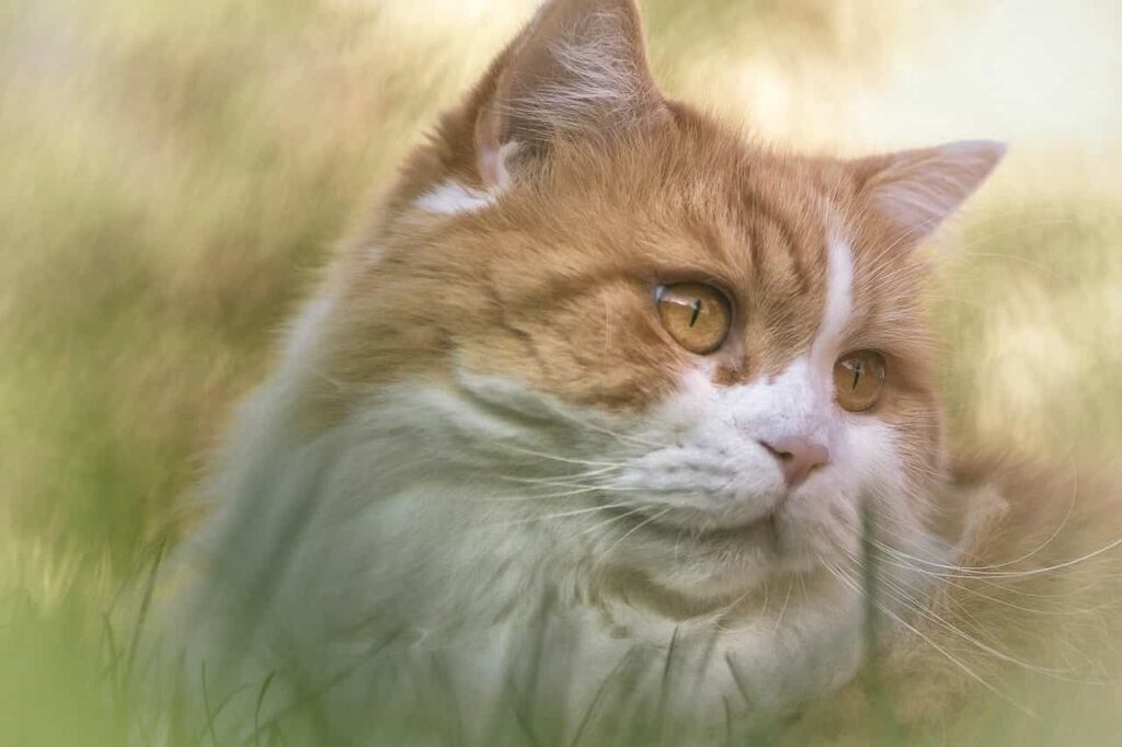 Breed specialty of British Longhair cat:Catplanning.com