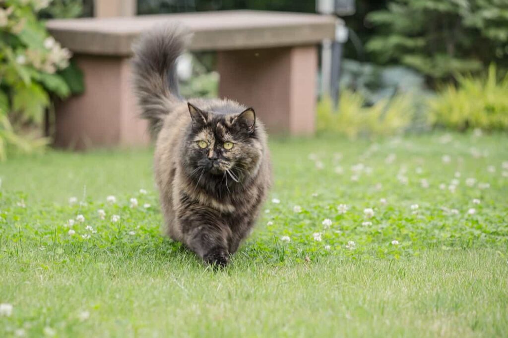 Appearance of British Longhair cat:Catplanning.com