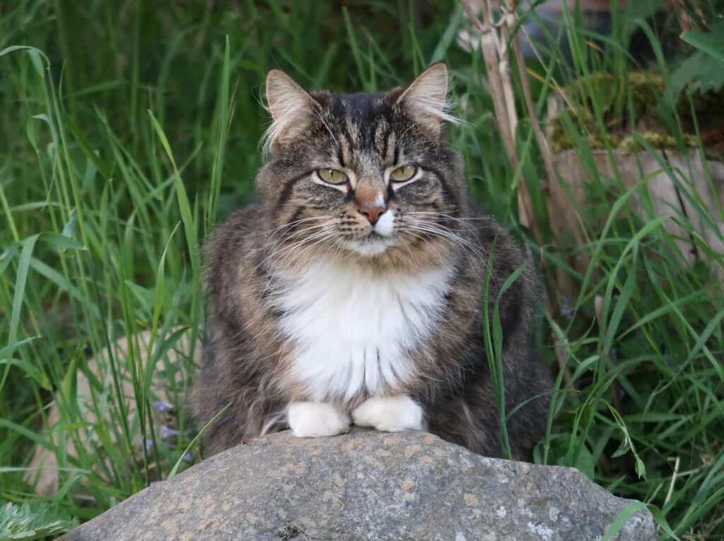 Health and problems of Norwegian Forest cat: Catplanning.com