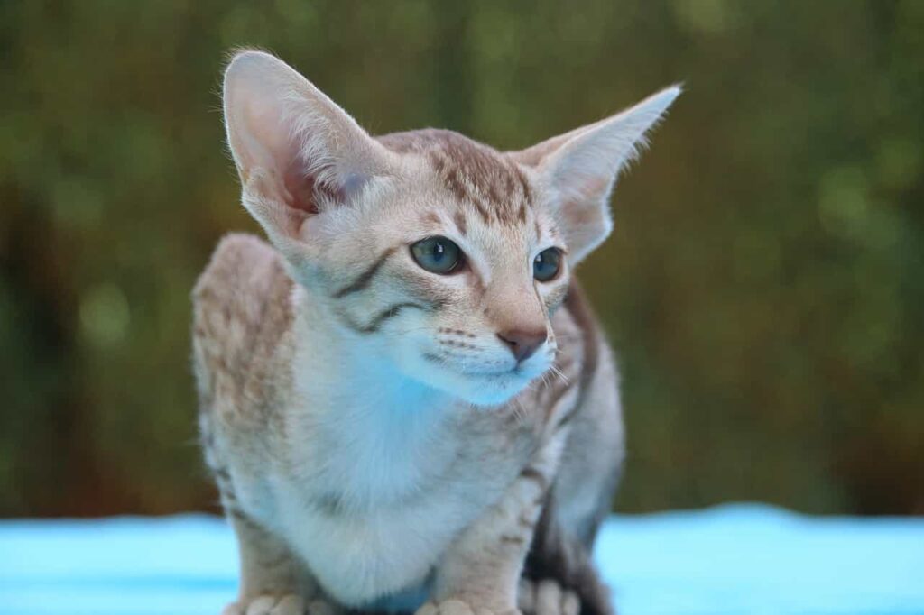 Oriental shorthair cat breed information,catplanning.com