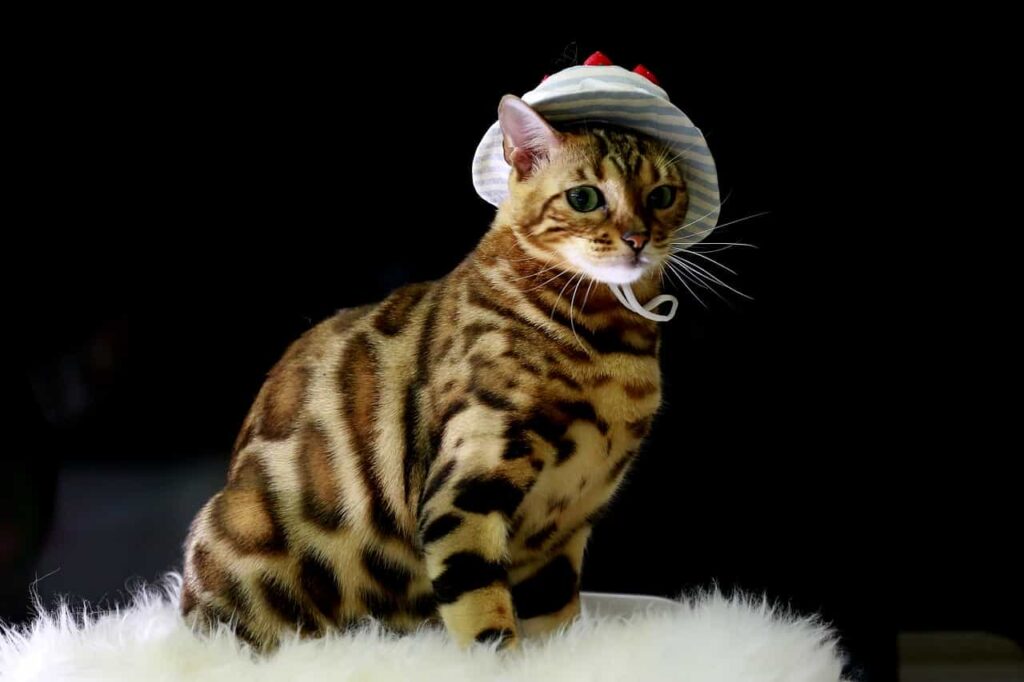 Bengal cat breed information and characteristics, catplanning.com