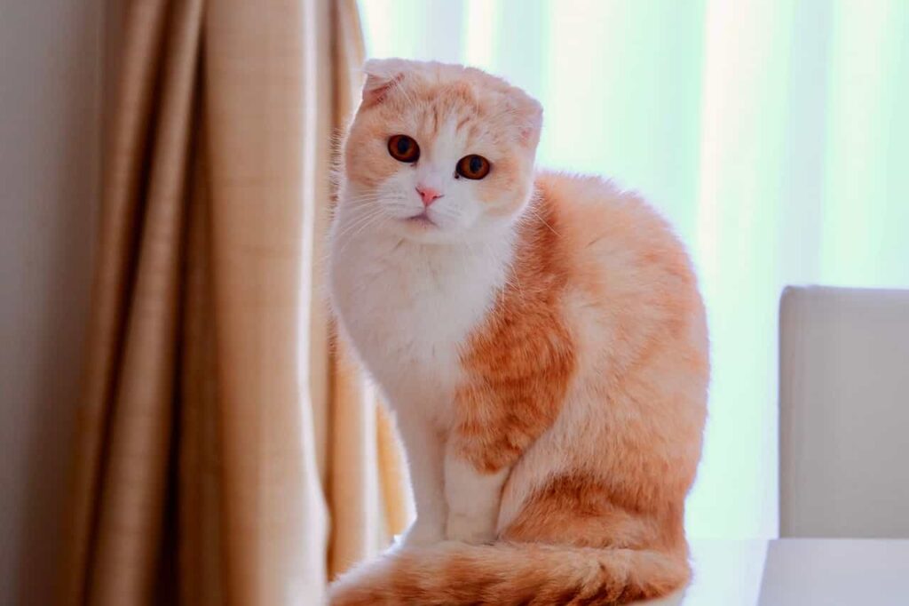 Scottish Fold Cat sitting in a chair, catplanning