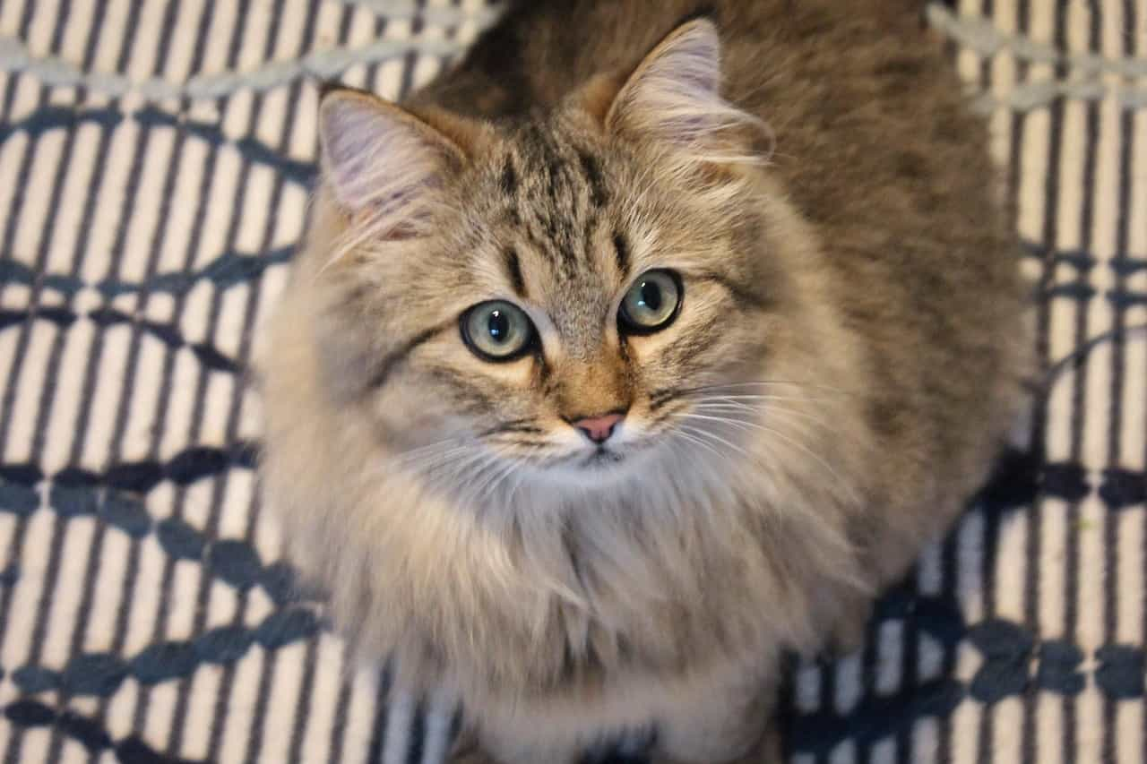 Caring, grooming, and exercise tips for Norwegian Forest cat: Catplanning.com