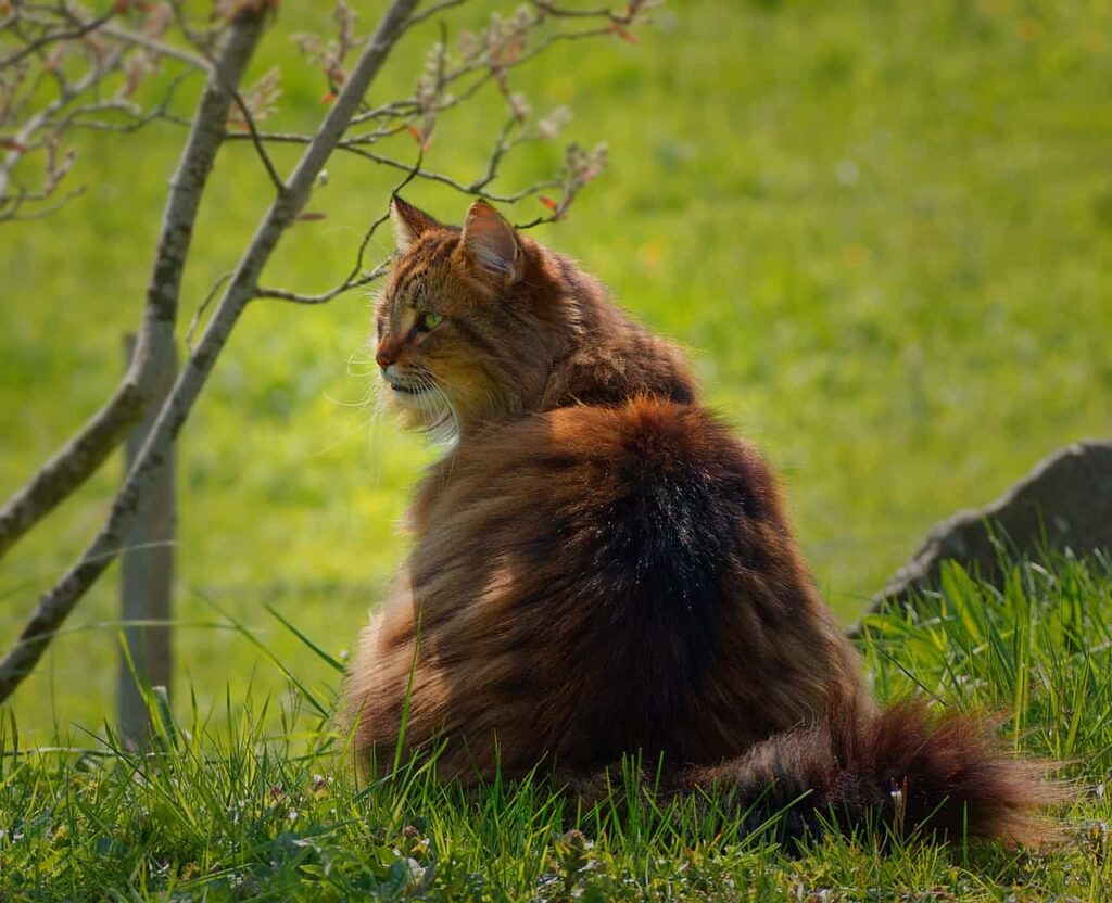 Temperament and nature of Norwegian Forest cat:Catplanning.com