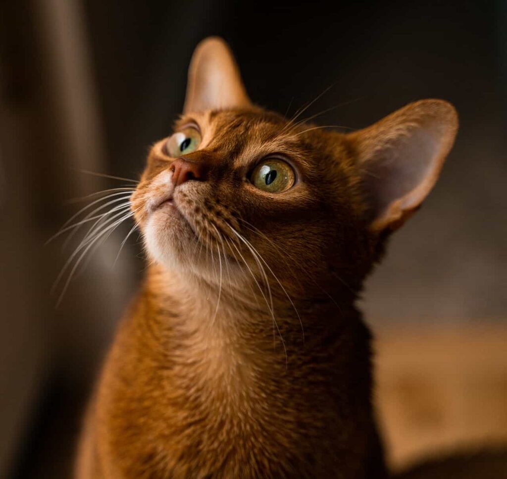 Origin of the Abyssinian Cat  breed:Catplanning.com