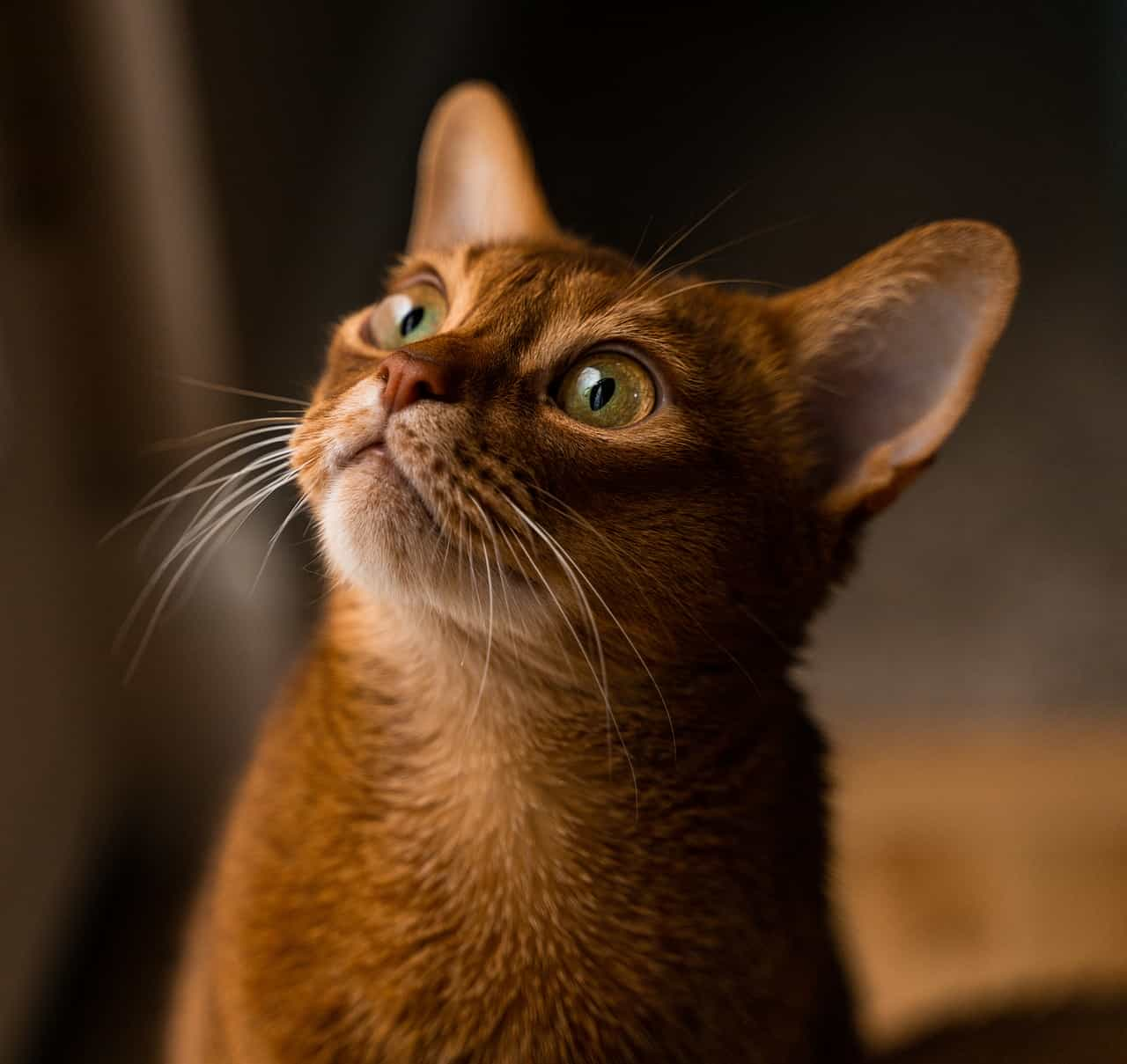 Abyssinian Cat Breed Information What You Need To Know In 2023