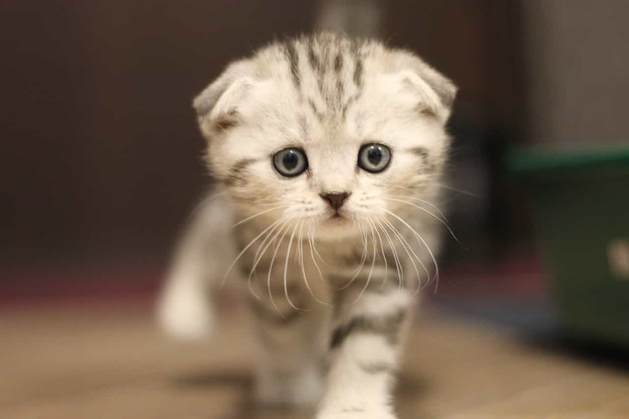 Appearance of Scottish fold cat, catplanning