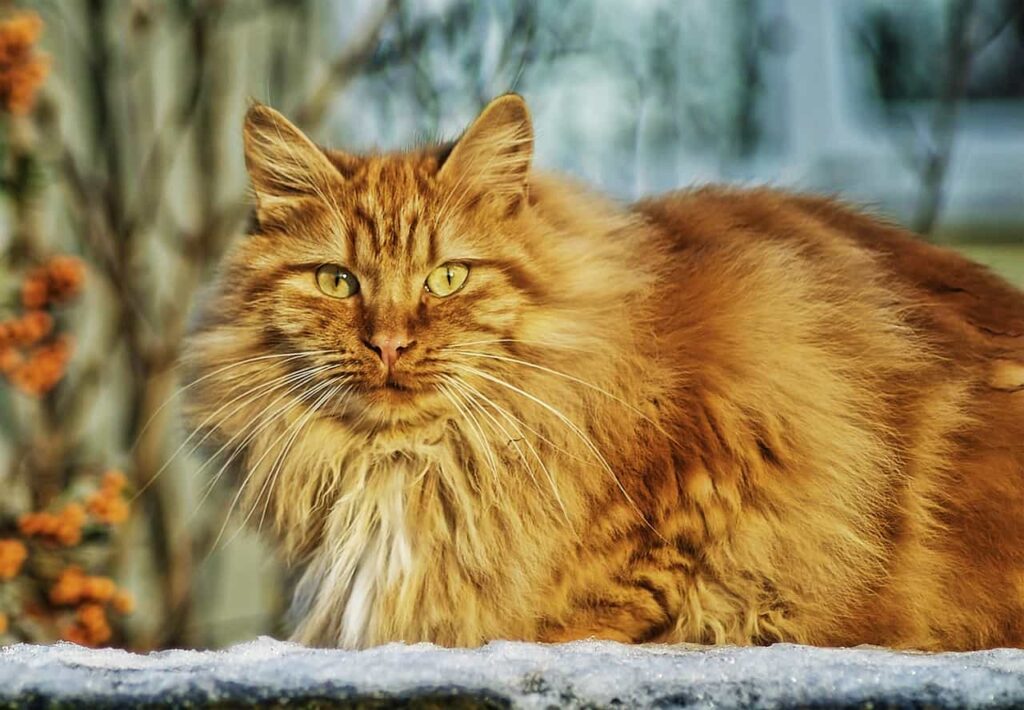 Breed specialty of Norwegian Forest cat: Catplanning.com