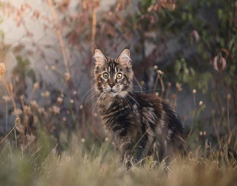 Caring for Maine coon, 
Maine Coon in a field