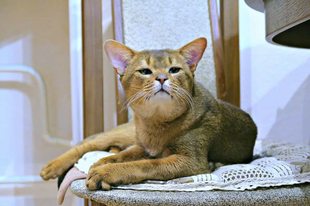 Breed overview of  Abyssinian Cat:Catplanning.com