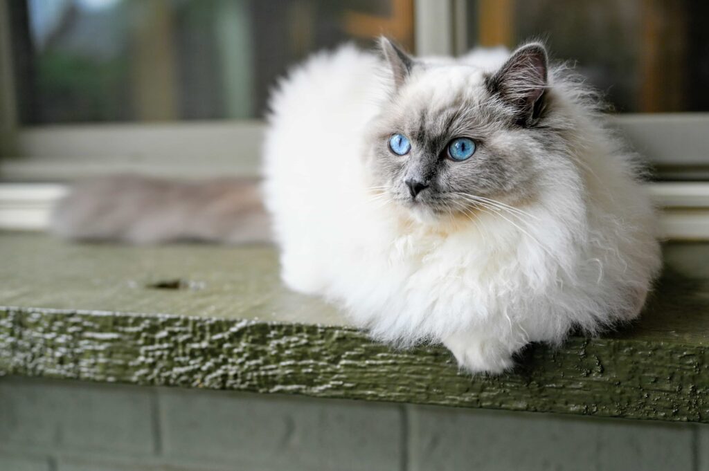 Important tips to get a Ragdoll cat:Catplanning.com