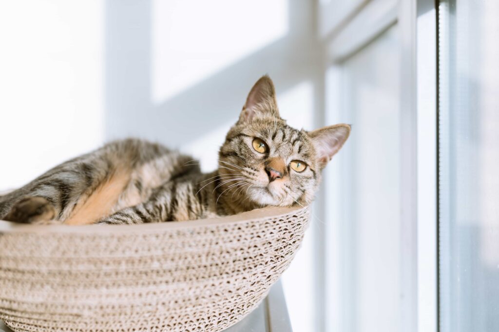 How to Find an American Shorthair cat,catplanning.com