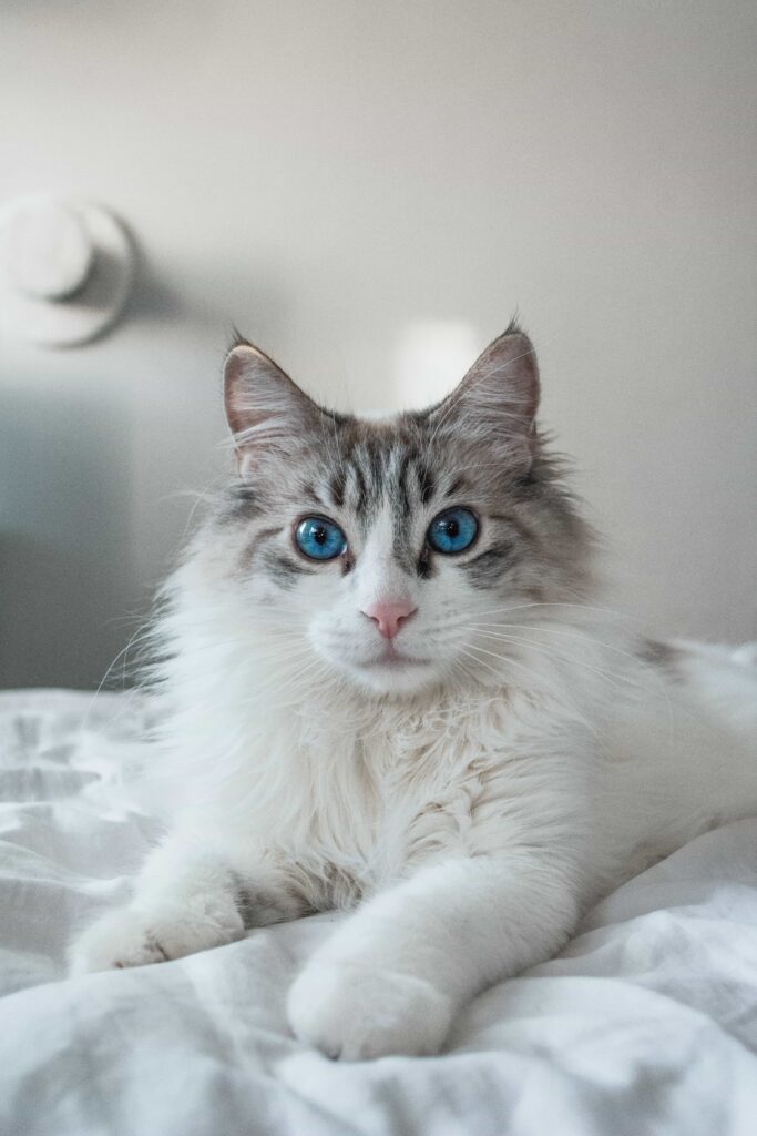 Breed Overview Of Ragdoll cat Breed:Catplanning.com