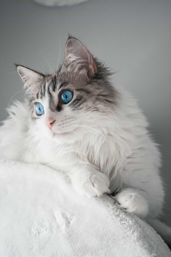 Breed specialty Of Ragdoll Breed: Catplanning.com