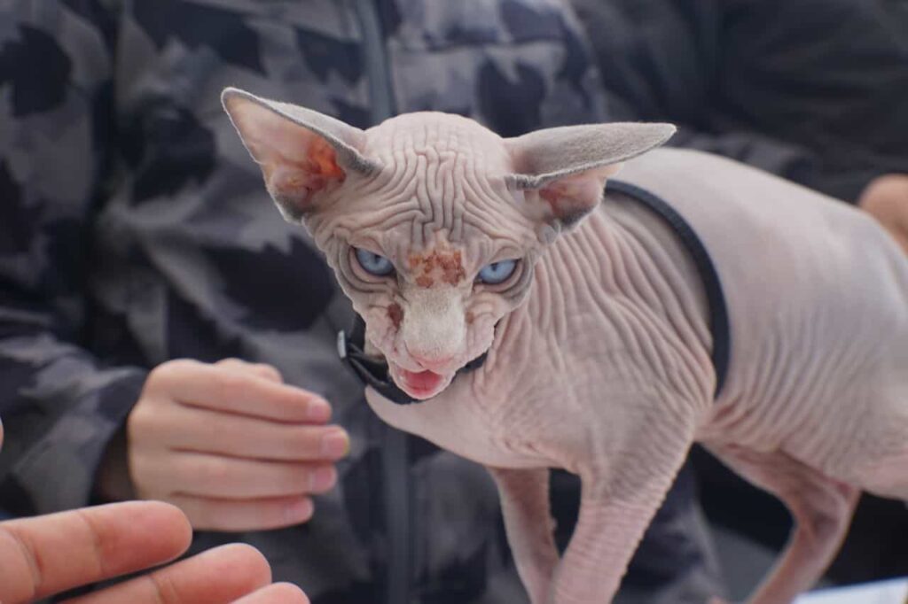 Sphynx cat being taken cared of