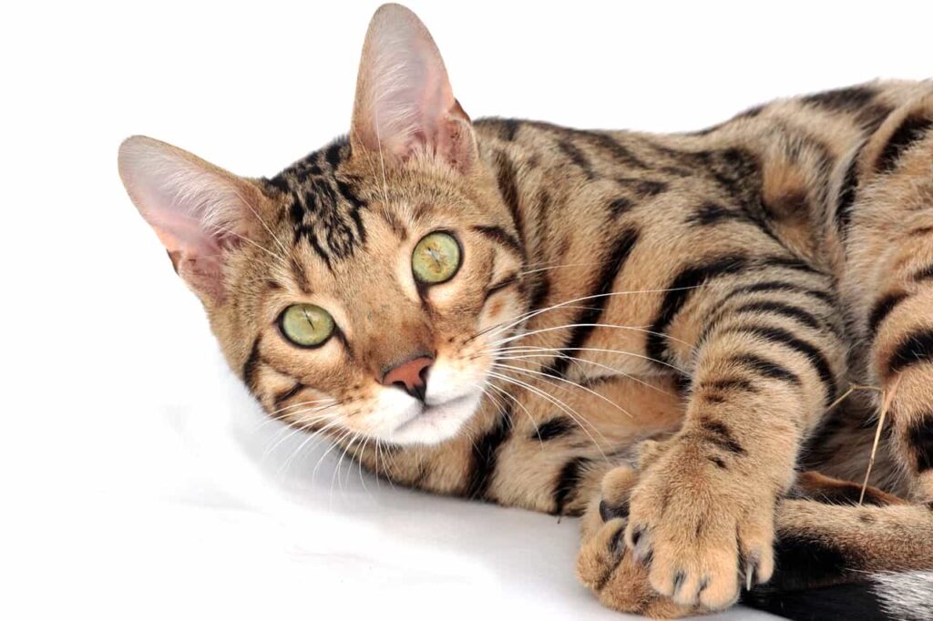 Grooming tips for Bengal Cats,Catplanning.com