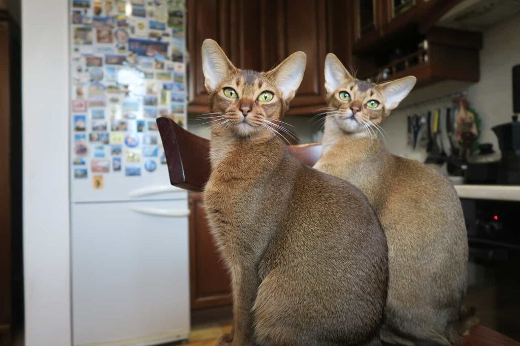 Interesting facts about the Abyssinian Cat breed: catplanning.com