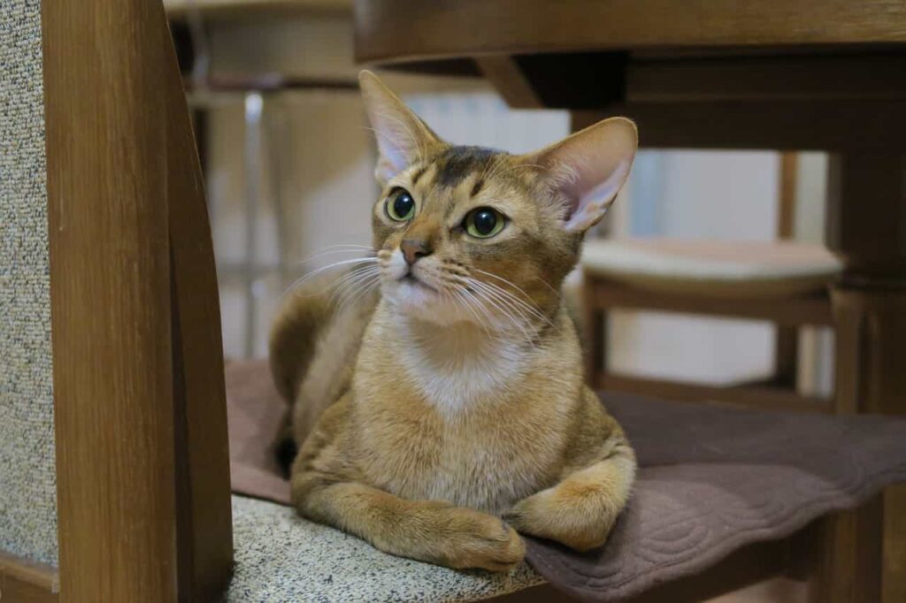 Food and nutrition tips for Abyssinian Cat :Catplanning.com