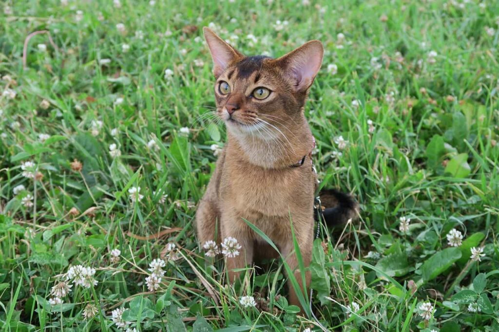 About the Abyssinian Cat breed:Catplanning.com