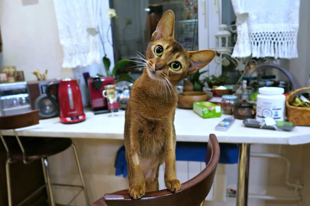 Health and problems of Abyssinian Cat :Catplanning.com