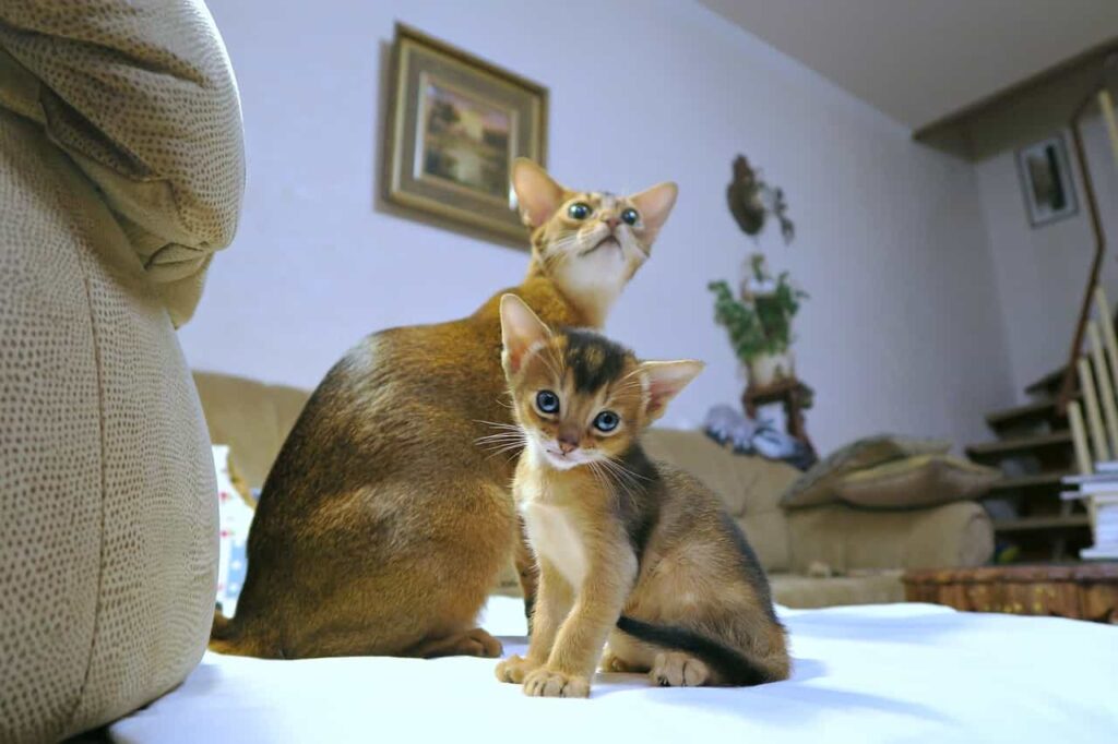 Caring, grooming, and exercise for Abyssinian Cat : Catplanning.com