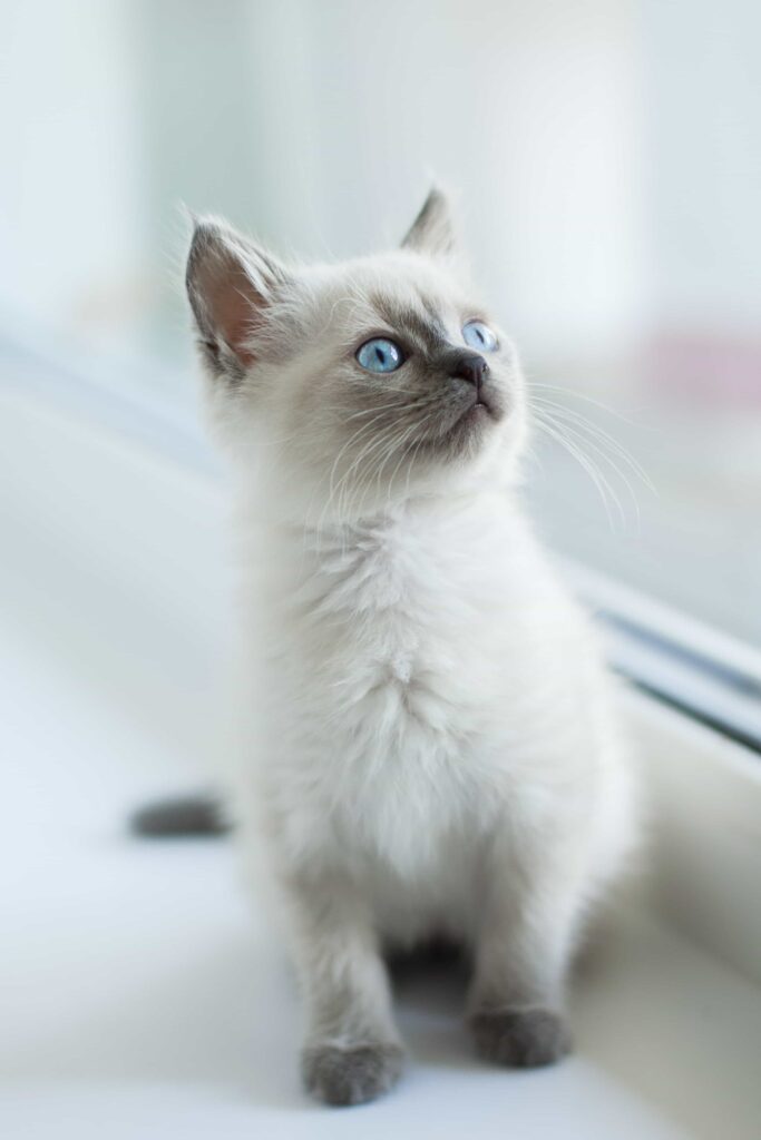 Caring, grooming, and exercise tips for Ragdoll cat: Catplanning.com