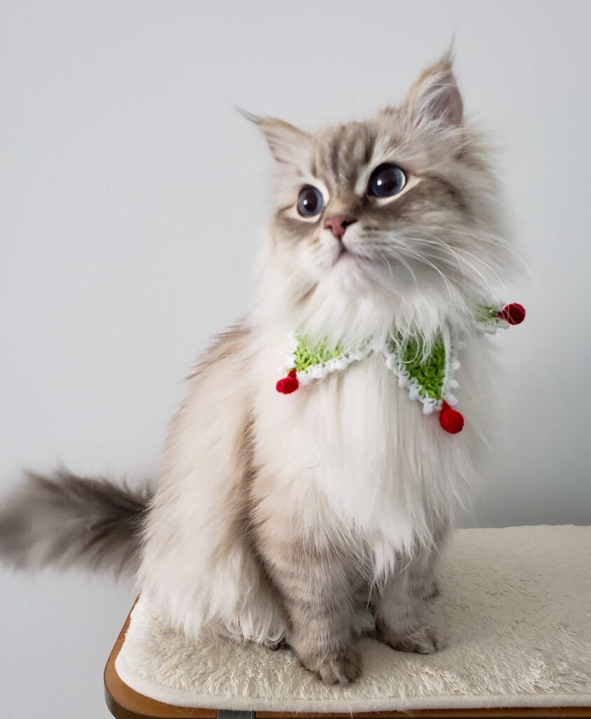 Appearance Of The Ragdoll Cat breed: Catplanning.com