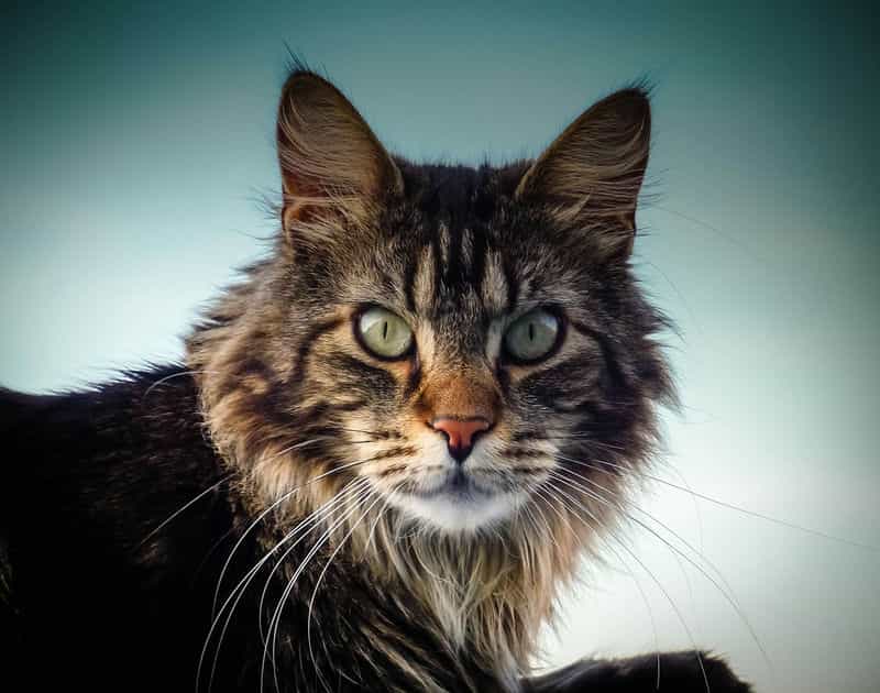 Maine coon, starring with white color in the background.