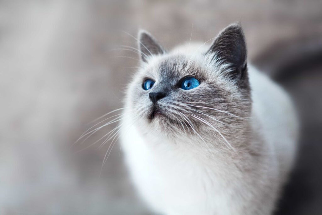 Origin of the Ragdoll breed:Catplanning.com