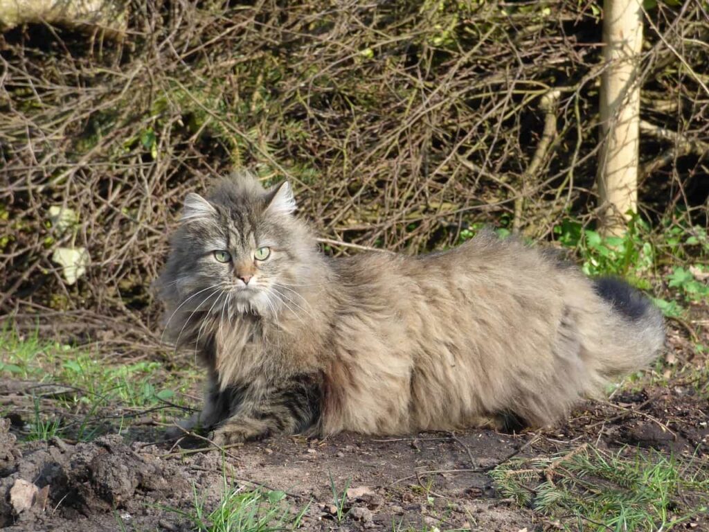 Appearance of Norwegian Forest cat:Catplanning.com