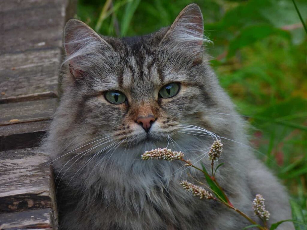 Origin of the Norwegian Forest catbreed: Catplanning.com