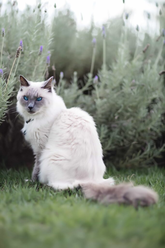 Breed Overview of Himalayan Cat Breed: catplanning.com